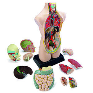 girotondo giocattoli lecce modellino anatomia 1 99020 Set de anatomia 00